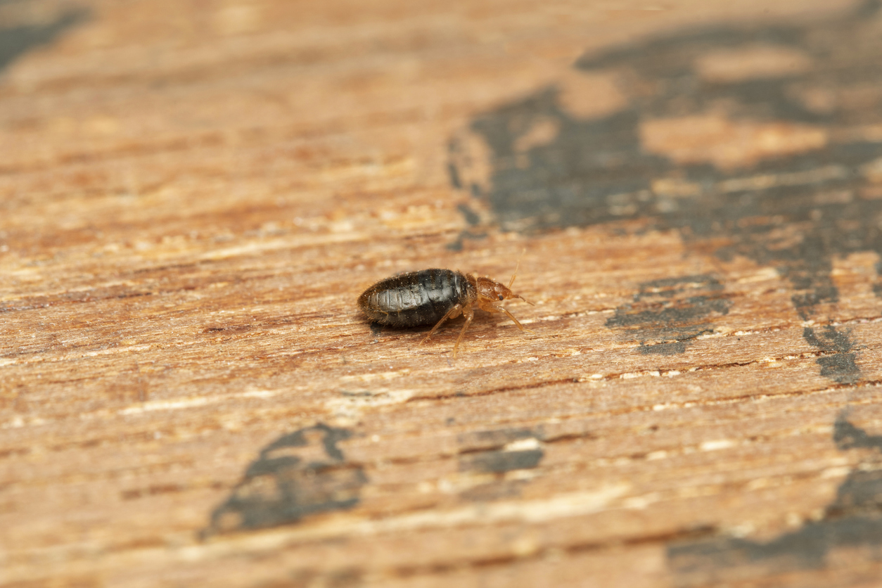 Bed Bug crawling on Wood