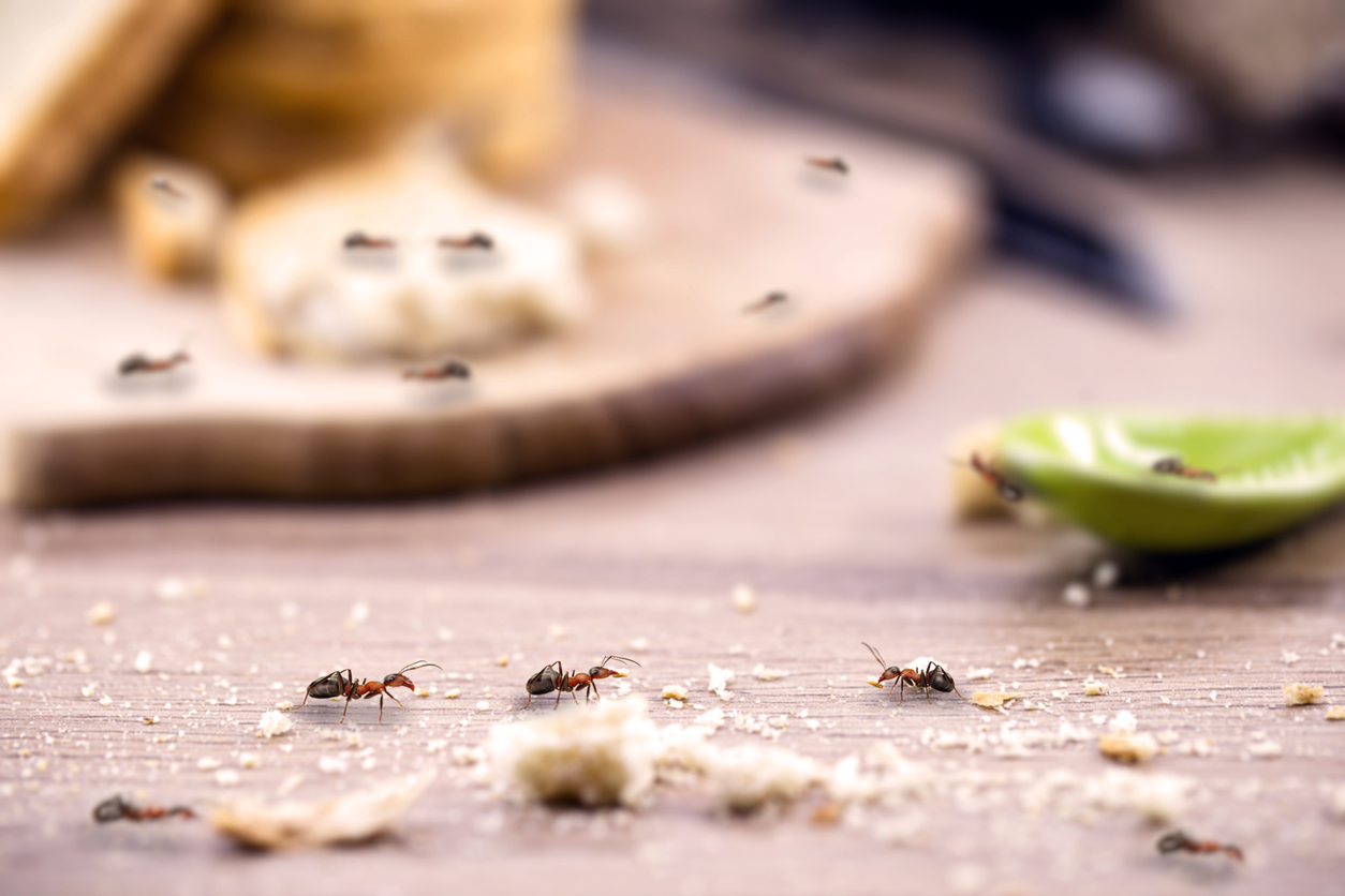 Group of Ants on Kitchen Table crawling over crumbs left over